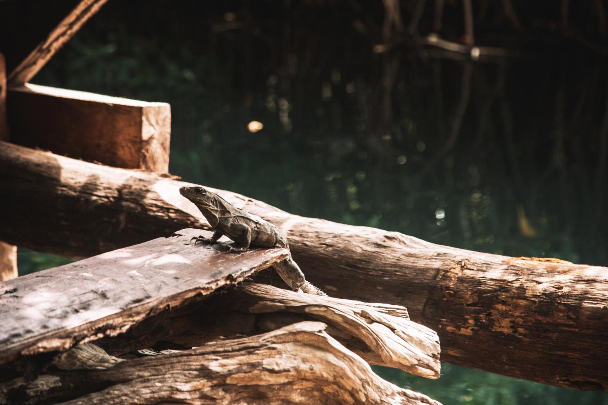 Uman Glamping & Cenote Tulum Hotel Eksteriør billede